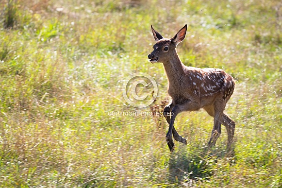 Red deer Red deer