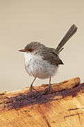 Superb fairy wren (wild)