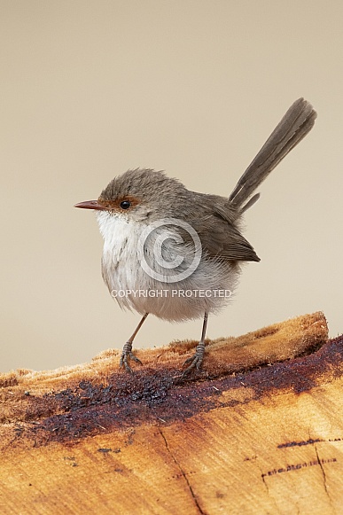 Superb fairy wren (wild) Superb fairy wren (wild)
