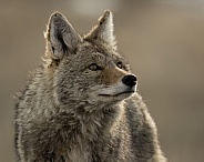 Coyote Headshot