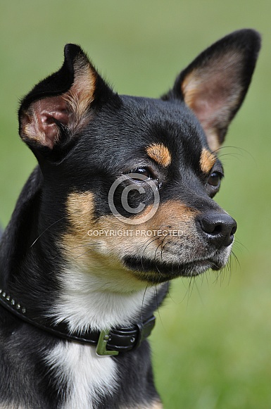 Prague Ratter Prague Ratter