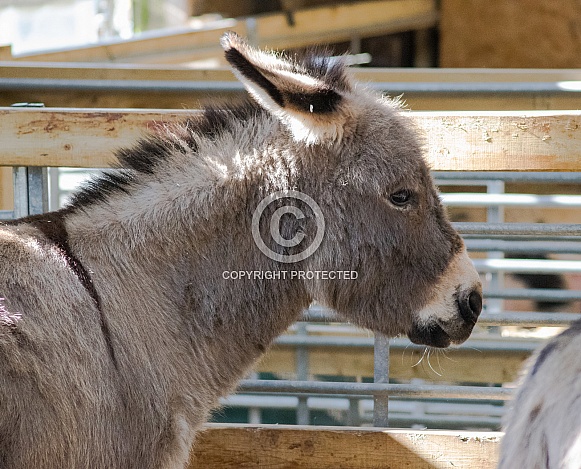 Miniature Donkey