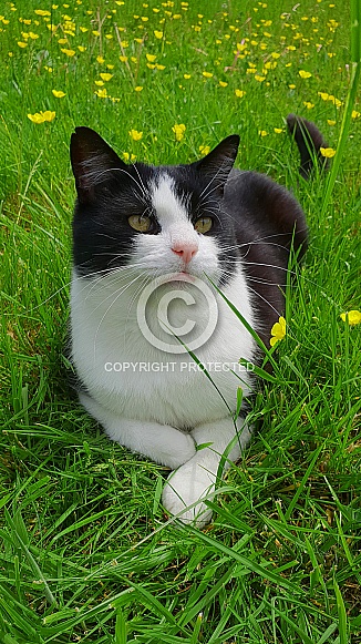 Domestic Cat Tuxedo Shorthair
