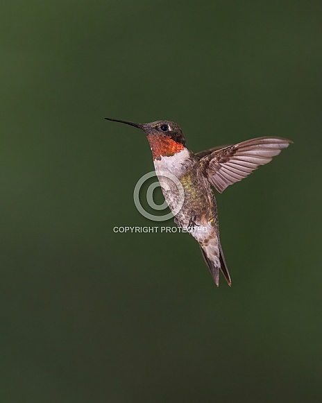 Ruby-throated Hummingbird