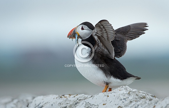 Puffin the birds from the arctic. Puffin the birds from the arctic.