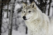 Tundra Wolf-White Wolf Beauty