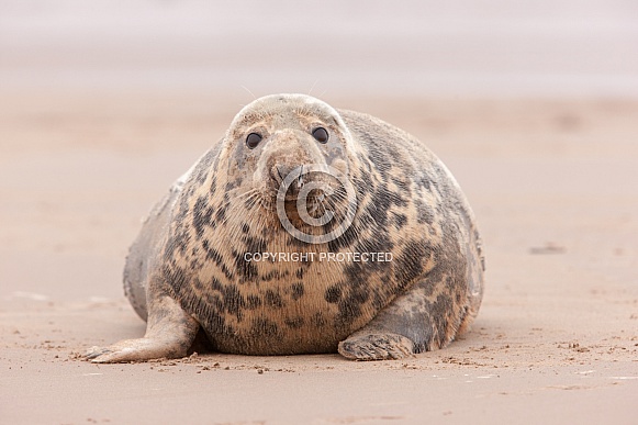 Female Grey Seal Female Grey Seal
