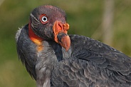 Juvenile King Vulture Close Up