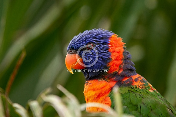 Close-up from a Rainbow lorikeet Close-up from a Rainbow lorikeet