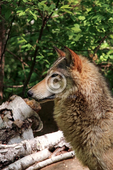 Wolf and Wolf Pups