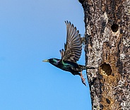 Common European Starling - Sturnus vulgaris - flying out of nesting cavity in dead tree snag. Blue sky background.  Invasive species in United States