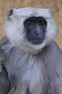 Bengal  Hanuman Langur (Semnopithecus Entellus)