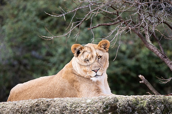 Lioness