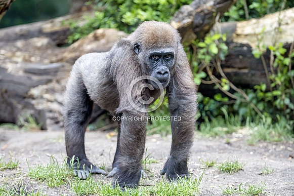 Western Lowland Gorilla (Gorilla Gorilla Gorilla) Western Lowland Gorilla (Gorilla Gorilla Gorilla)