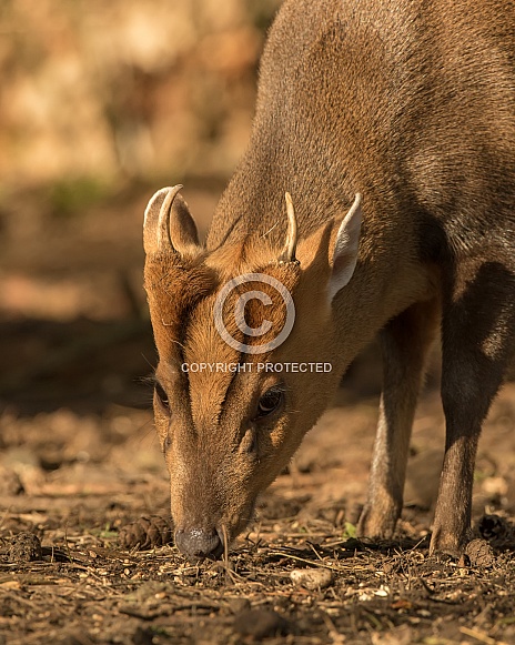 Reeve's Muntjac Reeve's Muntjac