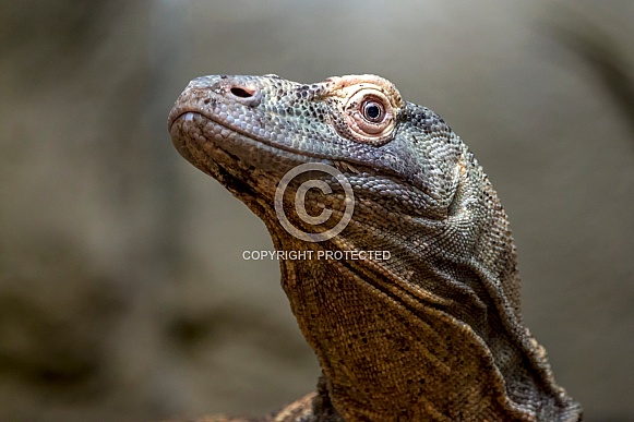 Komodo dragon (Varanus Komodoensis)