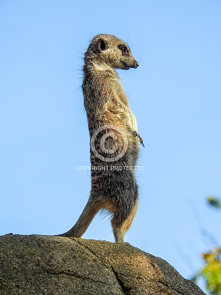 Meerkat