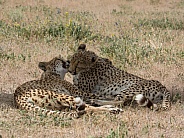 Cheetah