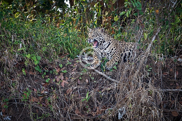 American jaguar in the nature habitat