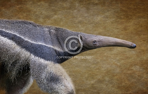 Giant Anteater