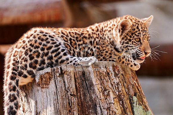 Leopard Cub
