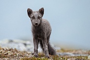 Arctic fox