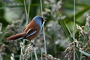 Bearded Tit (Reedling)