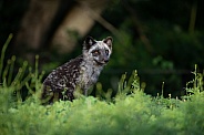 Arctic Fox