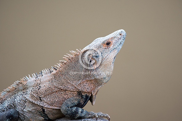 Wild Iguana