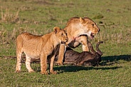 Lions with prey