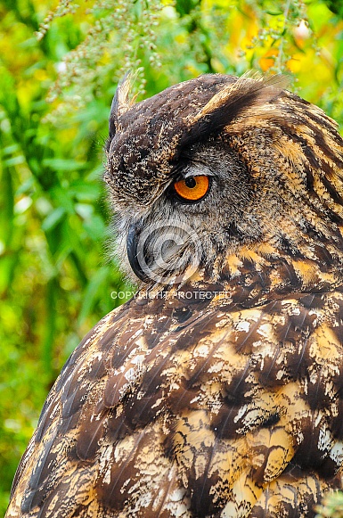 Eurasian Eagle Owl Eurasian Eagle Owl