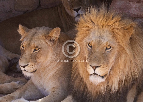 Lion and lioness