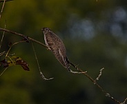 Juvenile cuckoo