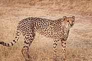 Cheetah in Namibia