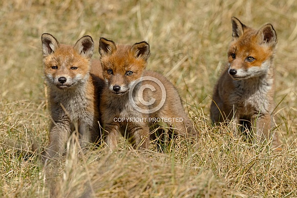 Red fox in Nature
