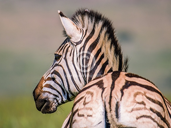 Zebra, South Africa