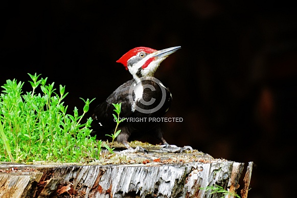 Pileated Woodpecker Pileated Woodpecker