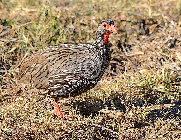 Red-necked Spurfowl