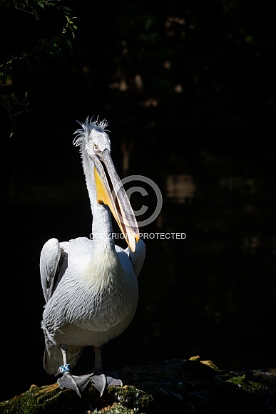 Dalmatian pelican Dalmatian pelican