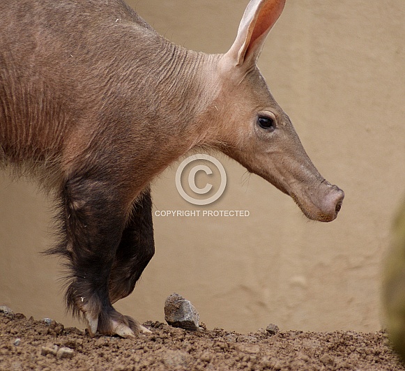 Aardvark