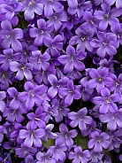 Dalmatian Bellflower