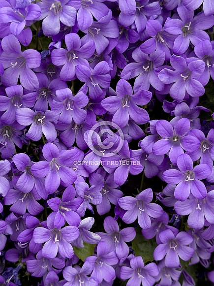 Dalmatian Bellflower