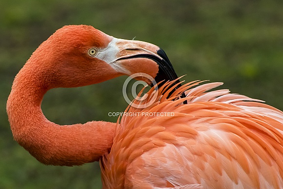 Flamingo Portrait