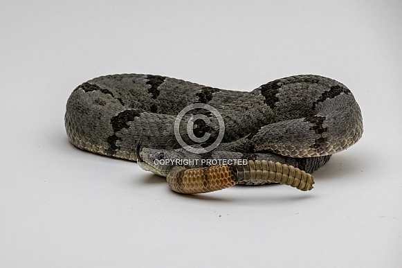 Banded Rock Rattlesnake Banded Rock Rattlesnake