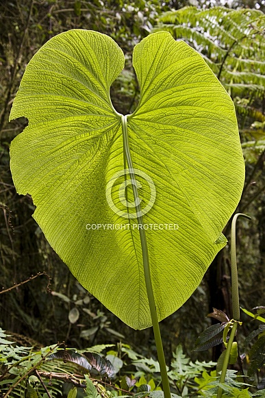 Huge leaf - Mindo cloud forest - Ecuador