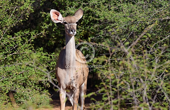 Kudu