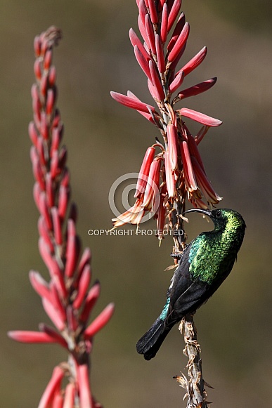 Marico Sunbird - Namibia