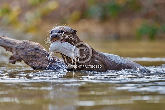 Giant river otter in the nature habitat