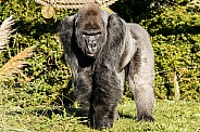Western Lowland Gorilla