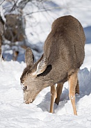 Mule deer, Odocoileus hemionus, Cervidae